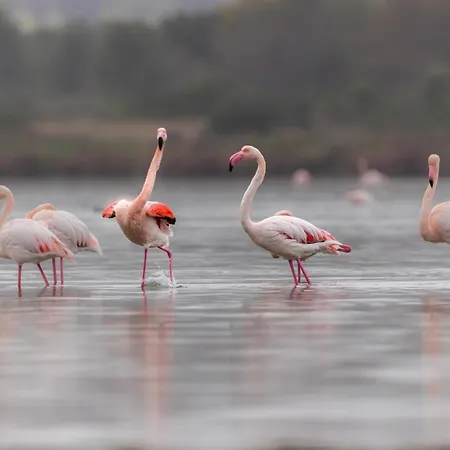 Apartamento Holidays *